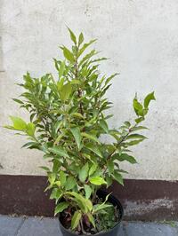 Prunus lusitanica angustifolia 