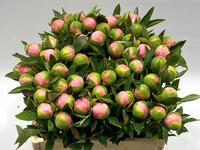 Gezocht: Paeonia etched salmon
