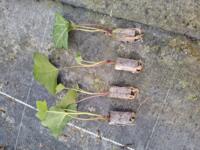 Hedera hibernica stek