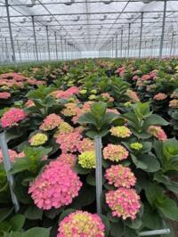 Hortensia planten 