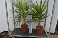 Trachycarpus fortunei Winterharde palm 130cm 