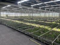 Hijsverwarming installatie 9,60 m | Geschikt voor ± 7.142 m² kas