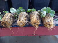 Elsanta Trayplanten