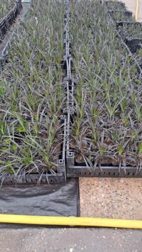  2 JARIGE ZWART GRAS PLANTEN 