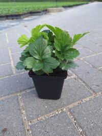 Waldsteinia pot 9